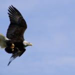 Bald Eagle Flying Picture