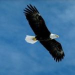 Bald Eagle Flying in The Sky Image