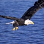 Bald Eagle Flying with Food Picture
