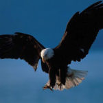 Bald Eagle Flying Picture