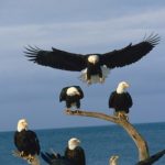 Bald Eagle Group Photo