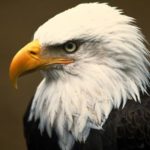 Bald Eagle Head Photo