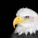 Bald Eagle Head Picture