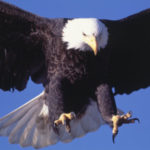 Image of Bald Eagle Hunting