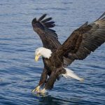 Images of Bald Eagle