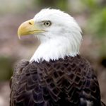 Images of Bald Eagle