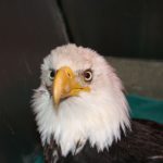 Images of Bald Eagle