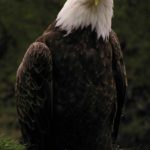 Images of Bald Eagle