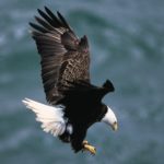Bald Eagle Landing Picture