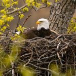 Bald Eagle Nest Photo