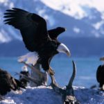 Photos of Bald Eagle