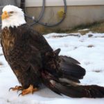 Photos of Bald Eagle