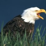 Photos of Bald Eagle