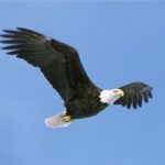 Pictures of Bald Eagle