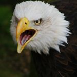Pictures of Bald Eagle