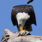 Pictures of Bald Eagle