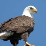 Pictures of Bald Eagle