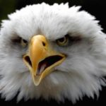 Bald Eagle Shouting Image