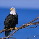 Bald Eagle Standing on the Stemp Picture