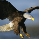 Bald Eagle Wallpaper Photo