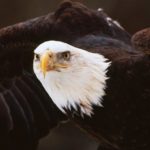 Bald Eagle Wallpaper Image
