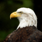 Bald Eagle Wallpaper Image