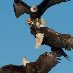Bald Eagle Wallpaper Picture