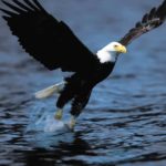 Bald Eagle Wings Image
