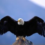 Bald Eagle Wingspan Image