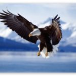Bald Eagle Wingspan Photo