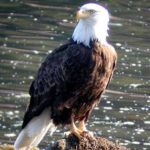 Bald Eagle Picture