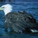 Bald Eagle Photo
