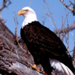 Bald Eagle Image