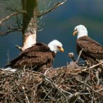 Bald Eagles with Chick Picture