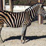 Beautiful Animal Zebra Photo