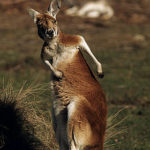 Beautiful Animal kangaroo Photo