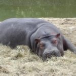 Beautiful Hippopotamus Image