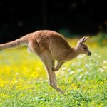 Beautiful Kangaroo Desktop Wallpaper Image