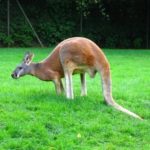 Beautiful Kangaroo Wallpaper Picture