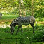 Beautiful Zebra Picture