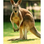 Beautiful kangaroo Image