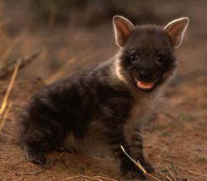 Brown Hyena Cub Image