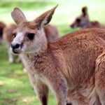 Cute kangaroo Photo