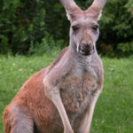 Cute kangaroo Wallpaper Photo