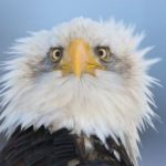 Funny Bald Eagle Image