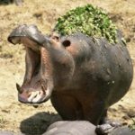 Hippo Picture