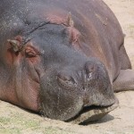 Hippo Background Wallpaper Photo