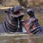 Image of Hippo