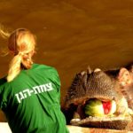 Images of Hippo