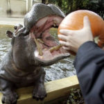 Photo of Hippo